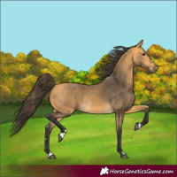Horse Color:Buckskin