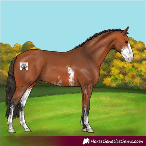 Horse Color:Bay Sabino 
