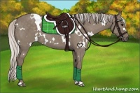 Horse Color:White Spotted Silver Grullo 