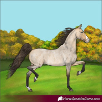 Horse Color:Buckskin Roan Dun Splash 