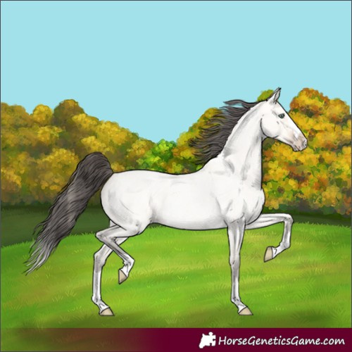Horse Color:Amber Cream Champagne Roan Dun Splash 
