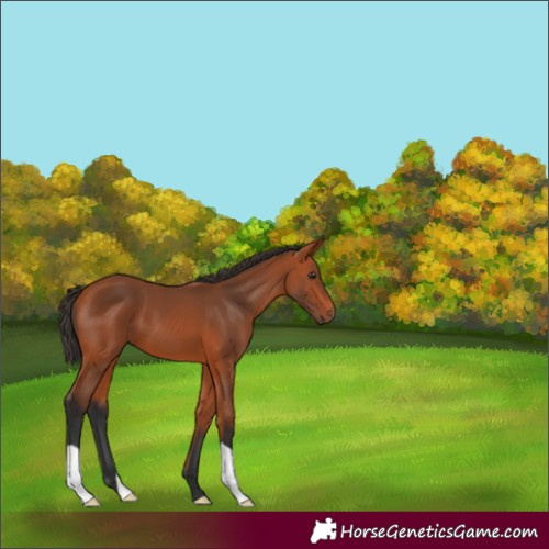 Horse Color:Unknown 