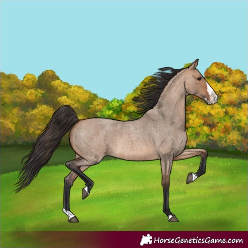 Horse Color:Bay Roan Dun Splash