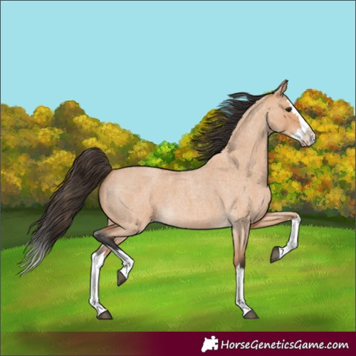 Horse Color:Bay Roan Dun Splash
