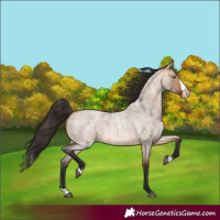 Horse Color:Bay Roan Dun Splash 