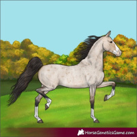 Horse Color:Bay Roan Dun Splash