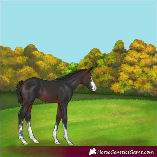 Horse Color:Unknown 