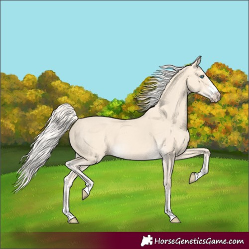 Horse Color:Cremello