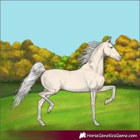 Horse Color:Cremello