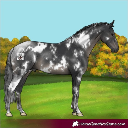 Horse Color:White Spotted Black