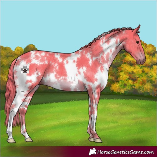 Horse Color:Watercolor White Spotted Liver Chestnut