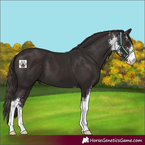 Horse Color:Liver Chestnut Sabino 