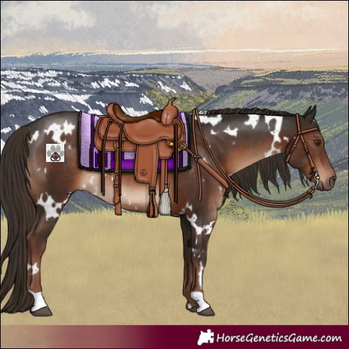Horse Color:White Spotted Liver Chestnut Rabicano