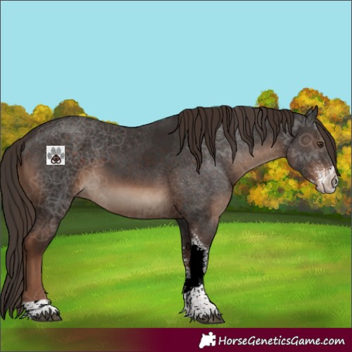 Horse Color:Liver Chestnut Sabino