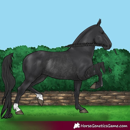 Horse Color:Black Rabicano 