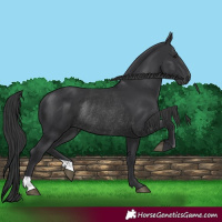 Horse Color:Black Rabicano 