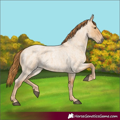 Horse Color:Red Dun Roan 