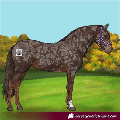 Horse Color:Liver Chestnut Ice 