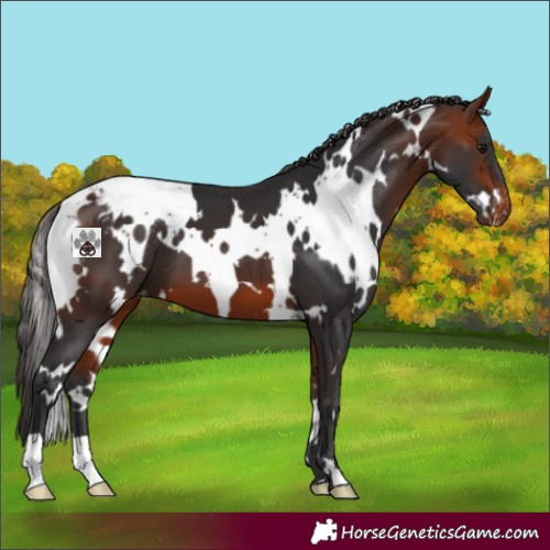 Horse Color:White Spotted Bay Appaloosa