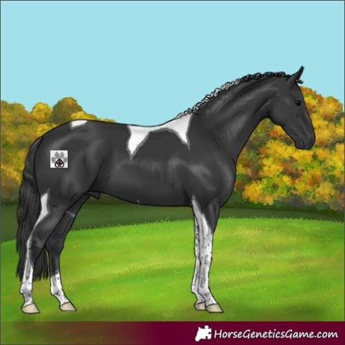 Horse Color:Black Tobiano