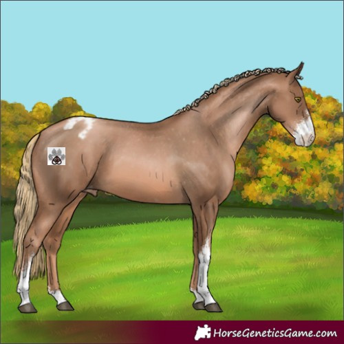 Horse Color:Liver Chestnut Pearl Sabino Appaloosa