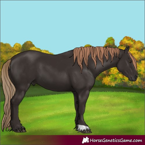 Horse Color:Liver Chestnut