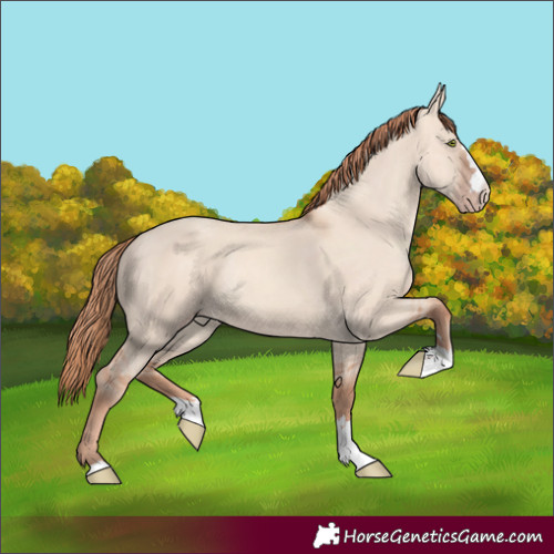 Horse Color:Gold Champagne Dun
