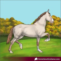 Horse Color:Gold Champagne Dun