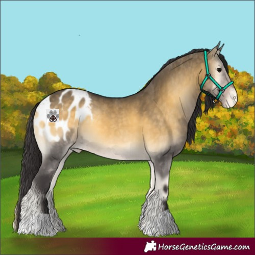 Horse Color:Buckskin Onyx Blanket 