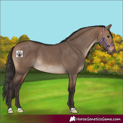 Horse Color:Bay Dun 