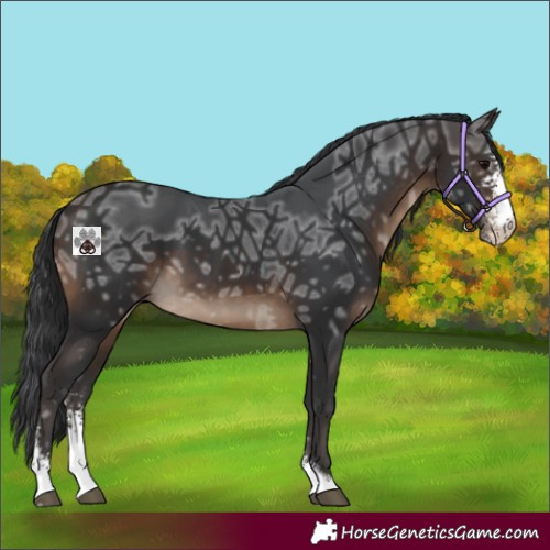 Horse Color:Brown Ice Sabino 