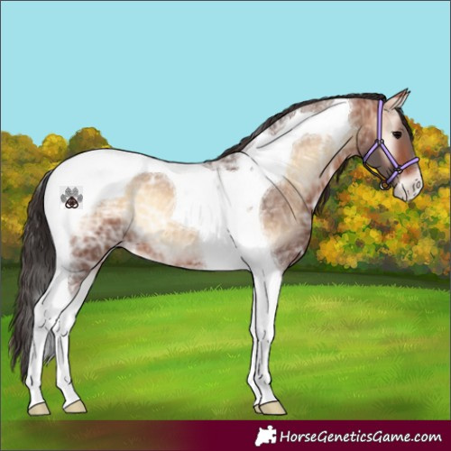 Horse Color:Bay Ice Onyx Tobiano 