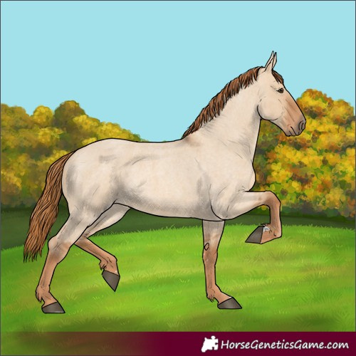 Horse Color:Red Dun Roan 
