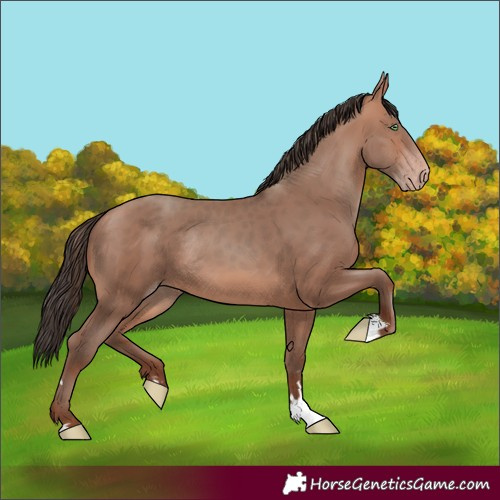 Horse Color:Sable Champagne Rabicano 