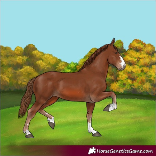 Horse Color:Chestnut 