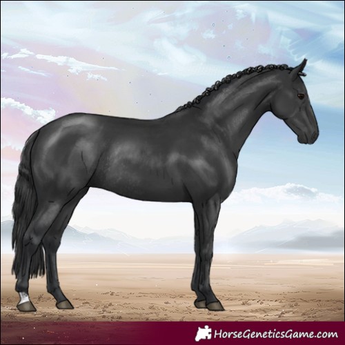 Horse Color:Black Rabicano 