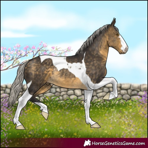 Horse Color:Silver Buckskin Tobiano Rabicano 