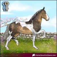 Horse Color:Silver Buckskin Tobiano Rabicano