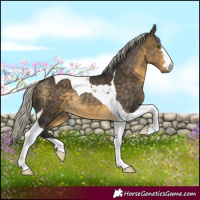 Horse Color:Silver Buckskin Tobiano Rabicano