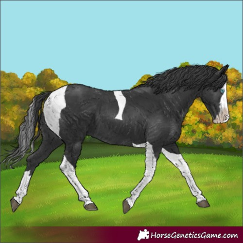Horse Color:Black Splash Tobiano 