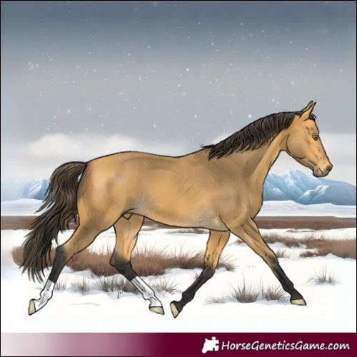 Horse Color:Buckskin 