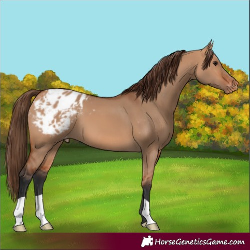 Horse Color:Bay Dun Appaloosa 