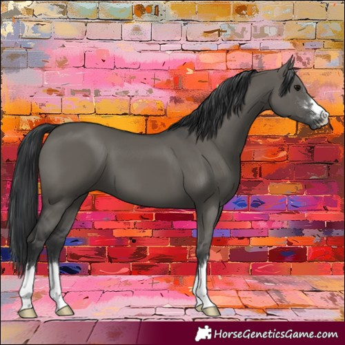 Horse Color:Grullo