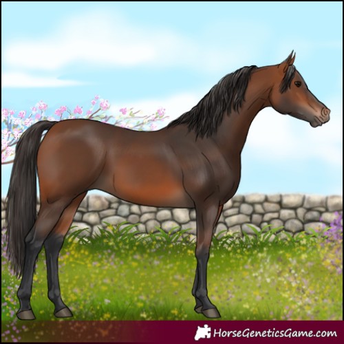 Horse Color:Bay 