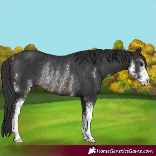 Horse Color:Brown Sabino Rabicano 