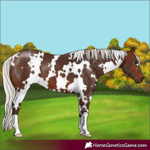 Horse Color:White Spotted Silver Brown