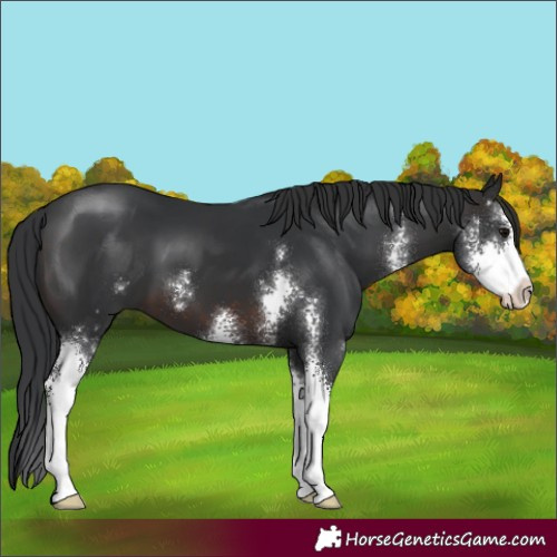 Horse Color:Brown Sabino 