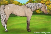 Horse Color:Silver Bay Roan Dun 