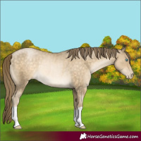 Horse Color:Buckskin Pearl Rabicano 