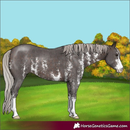 Horse Color:Silver Brown Sabino 